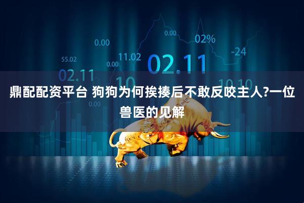 鼎配配资平台 狗狗为何挨揍后不敢反咬主人?一位兽医的见解