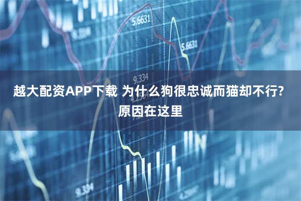 越大配资APP下载 为什么狗很忠诚而猫却不行? 原因在这里